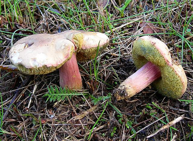 Una specie critica :  Xerocomus erubescens